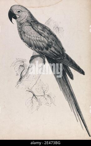 Edward Lear, 1812–1888, British, Hyacinthine Maccaw (Plate 9), 1832. Lithographic proof printed in black ink on chine colle attached to wove paper mount. Public Domain Stock Photo