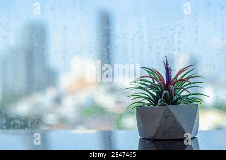 Air plant - Tillandsia in modern pot puts beside window that have rain drop with blurred city background. Stock Photo