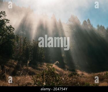 Spectacular god rays shining on a forest and meadow Stock Photo