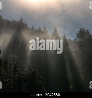 Spectacular god rays shining on a forest  Stock Photo