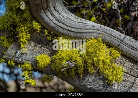 Curlleaf Mountain Mahogany, Cercocapus ledifolius, and Wolf Lichen, Letharia vulpina, at Big Indian Gorge overlook on Steens Mountain, Oregon, USA Stock Photo