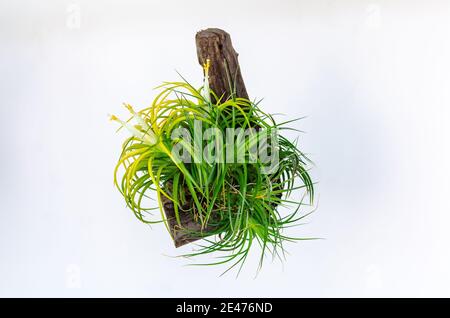 Air plant - Tillandsia with white and yellow flowers isolated on white background. Stock Photo