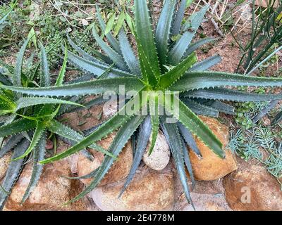 Pianta gigante di aloe vera che cresce all'aperto Foto stock - Alamy