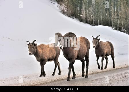 Three wild Bighorn sheep 'Ovis canadensis', walking along the side of the road in rural Alberta Canada