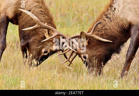 A close up image of two bull elk 'Cervus elaphus', locked in combat in a rural meadow in Jasper National Park Alberta Canada. Stock Photo