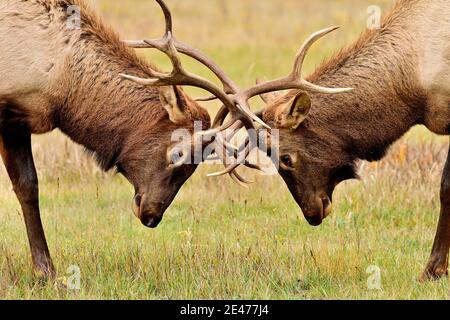 A close up image of two bull elk 'Cervus elaphus', locked in combat in a rural meadow in Jasper National Park Alberta Canada. Stock Photo
