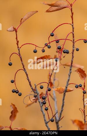 Western Chokecherry, Prunus virginiana, on the Riddle Brothers Ranch on Steens Mountain, USA Stock Photo