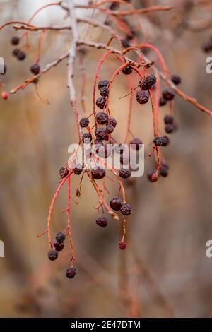 Western Chokecherry, Prunus virginiana, on the Riddle Brothers Ranch on Steens Mountain, USA Stock Photo