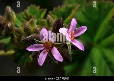 Australian Native Geranium Stock Photo - Alamy