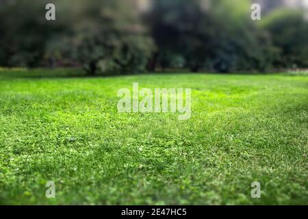 Background with fresh green lawn. Selective focus. Stock Photo