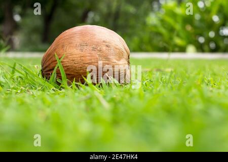 A Brown Coconut On The Fresh Lawn Stock Photo
