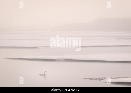 Lone Trumpeter Swan Swims in Partially Frozen Lillooet Lake on Foggy Morning Sunrise. Soft Pinks & Whites. Pemberton, British Columbia, Canada. Stock Photo