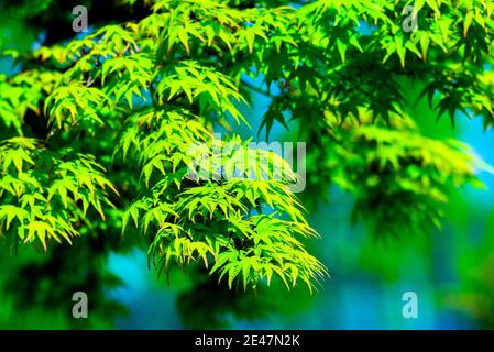 Acer palmatum or Palm-shaped maple budding in the spring. Leaves of tree on sunlight. Stock Photo