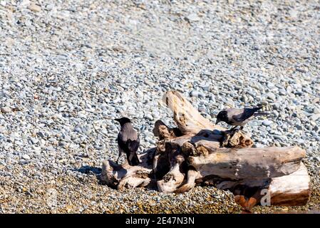Close up photo of a black and grey crow standing on the log. Stock Photo