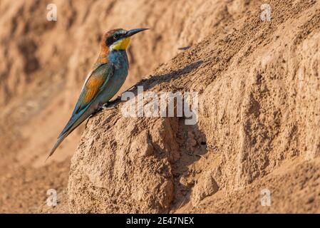 European bee-eater bird sit on a ground. Stock Photo