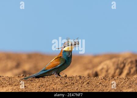 Golden bee-eater with prey. Hunt for dragonfly and other insects. Bright multi-colored bird on a ground. Merops apiaster. Stock Photo