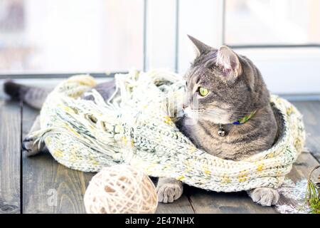 Gray cat in a warm knit wool scarf near window. the concept of heat. holidays and events. Soft focus Stock Photo