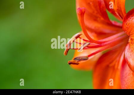 Orange flower on natural green background. Close up Spring pink lily flowers isolated on blurred background. A closeup of sunlit Kaffir Lilies. Copy
