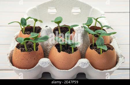 Seedling plants of cucumber in eggshells. Eco gardening. Reuse. Concept of environmentally friendly living. Plastic free, zero waste concept. Springti Stock Photo