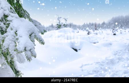 Snow covered tree in winter landscape. Stock Photo