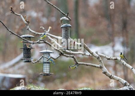 Small birds eat seeds and sebum, tallow at bird feed in winter. Stock Photo