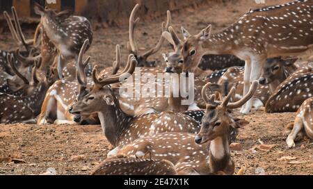 The chital (Axis axis), also known as spotted deer, chital deer, and axis deer Stock Photo