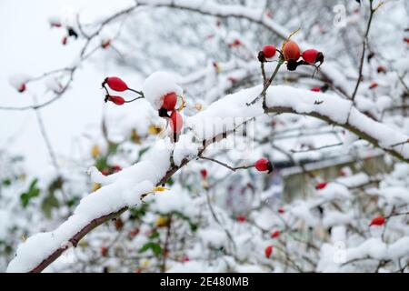 Red rose hips in winter with frost and snow Stock Photo