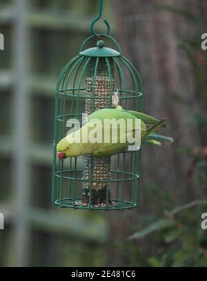 Wimbledon, London, UK. 22 January 2021. Ring necked parakeets queue for space on a garden nut feeder. Credit: Malcolm Park/Alamy Live News. Stock Photo