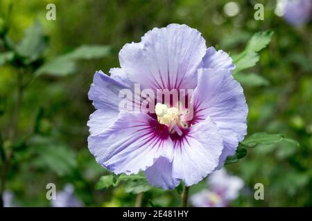 Hibiscus syriacus Malvae Malvaceae mallow rosemallow hibiscus weed garden gardening full bright pale blossom plant Stock Photo