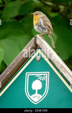 European robin perched on a wooden post Saxony Germany Elbe valley wildlife Saxon Switzerland animals Stock Photo