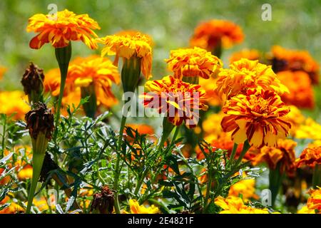 Orange tagetes Stock Photo