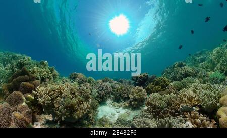 Tropical coral reef seascape with fishes, hard and soft corals. Stock Photo