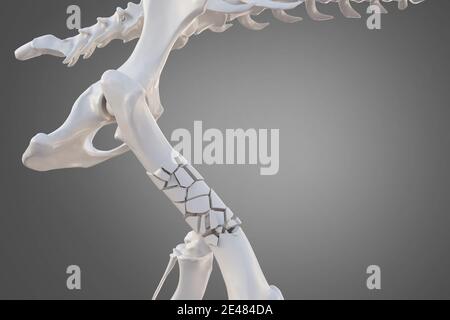 Broken dog femur bone with visible other bones. Canine skeleton 3d illustration Stock Photo