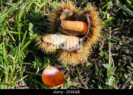 Ripe sweet chestnuts with edible fruit and prickly skin fallen from the tree to the ground Stock Photo