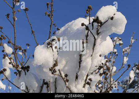 Joyful winter feeling: bush with thick snowy branches under a bright blue sky Stock Photo