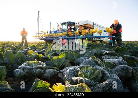 Workers harvest savoy cabbages at TH Clements near Boston in Lincolnshire. Picture date: Friday January 22, 2021.