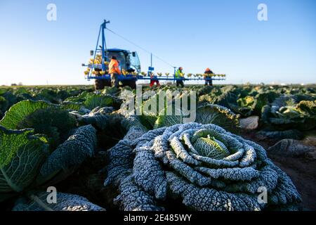 Workers harvest savoy cabbages at TH Clements near Boston in Lincolnshire. Picture date: Friday January 22, 2021.