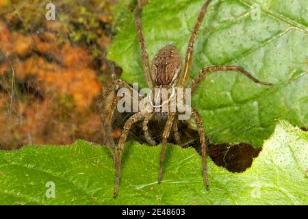 Funnel-Web Spider (Family Agelenidae) - The Firefly Forest