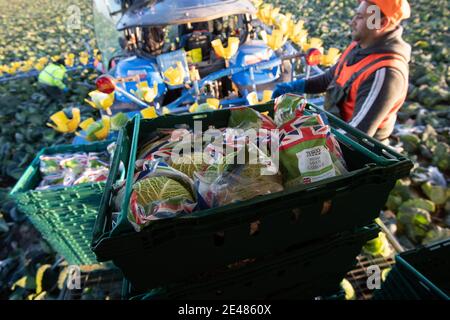 Workers harvest savoy cabbages at TH Clements near Boston in Lincolnshire. Picture date: Friday January 22, 2021.