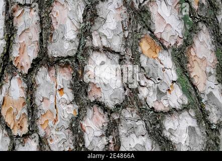 Close up of a pine bark. Detailed tree bark as a background Stock Photo