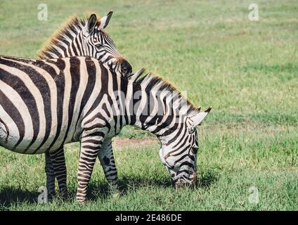 A couple of Grant's Zebra in the Ngorongoro Crater Conservation Area, Tanzania, East Africa. The Female put the head on the male's back. Beauty in wil