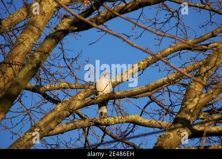 Pigeon sits on a branch in the tree. Blue sky on a sunny day. Birds in winter Stock Photo
