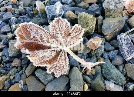 Frozen leaf in winter on stony ground. Stock Photo