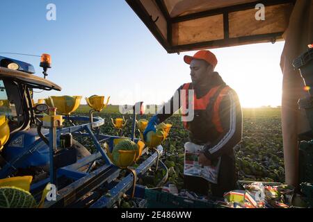 Workers harvest savoy cabbages at TH Clements near Boston in Lincolnshire. Picture date: Friday January 22, 2021.