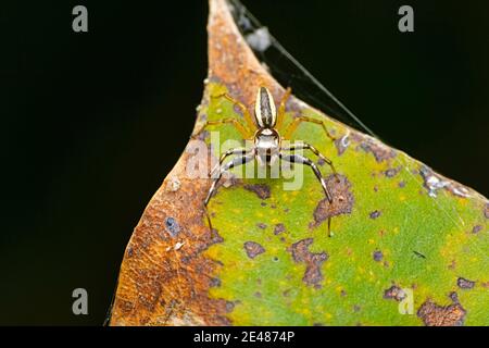 Dorsal of jumping spider, Phintella versicolor, Satara, Maharashtra, India Stock Photo