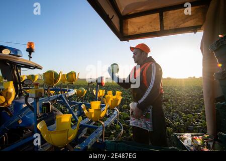 Workers harvest savoy cabbages at TH Clements near Boston in Lincolnshire. Picture date: Friday January 22, 2021.