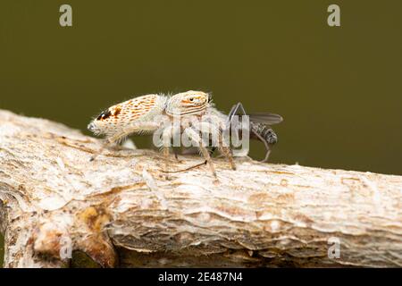 Lateral of jumping spider, Rudakius ludhianensis, Satara, Maharashtra, India Stock Photo