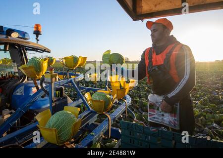 Workers harvest savoy cabbages at TH Clements near Boston in Lincolnshire. Picture date: Friday January 22, 2021.