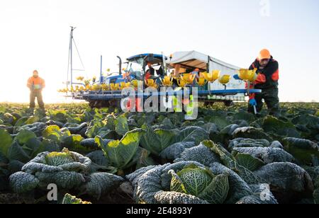 Workers harvest savoy cabbages at TH Clements near Boston in Lincolnshire. Picture date: Friday January 22, 2021.