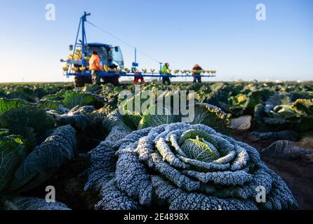 Workers harvest savoy cabbages at TH Clements near Boston in Lincolnshire. Picture date: Friday January 22, 2021.